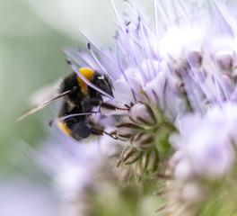 Insect in macro with flower
Insecte en macro sur une fleur