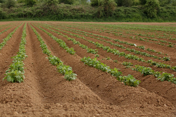 long rows of plowed land with young green planting of potatoes, high beds, field, agricultural concept, growing crop, environmentally friendly plants