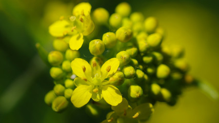 yellow flower macro