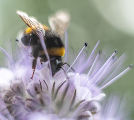 Insect in macro with flower
Insecte en macro sur une fleur