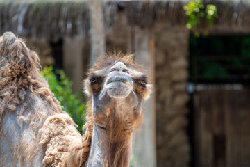 Camel at the Lisbon Zoo, May 2020, Portugal
