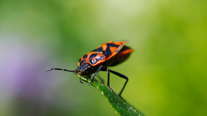 butterfly on a leaf