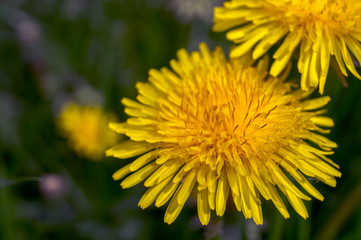blooming dandelion on a blurry background.