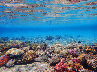 coral reef in Egypt