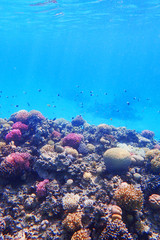 coral reef in Egypt