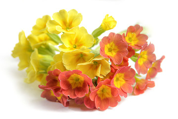 Yellow and orange primrose on a light background. A bouquet of multicolored flowers close-up.