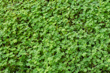 
Green clovers background in nature