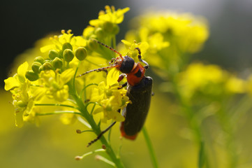 bee on flower
