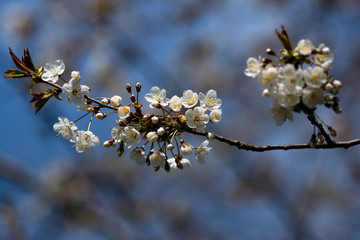 Blossom of apple trees in garden by springtime at beautiful sunny day on background blue sky