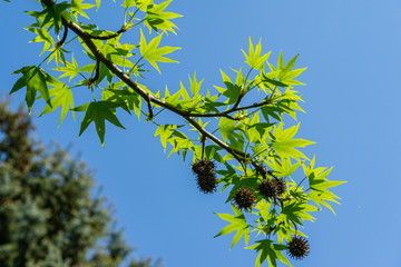 Liquidambar styraciflua or American sweetgum with fresh green leaves and spiky black balls seeds on blue sky background. Amber tree twig in clear sunny day in spring garden. Place for your text.