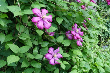 Bright pink flowers in the leafage of Clematis in May