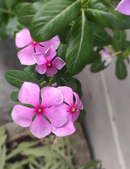 Sadabahar, Periwinkle (Vinca Rosea Plants) also known as Madagascar Periwinkle, “Sada Pushpa” belongs to the Apocynaceae family. Close-up in natural light portrait view.