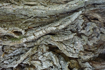 Heavily structured and furrowed bark of an old tree