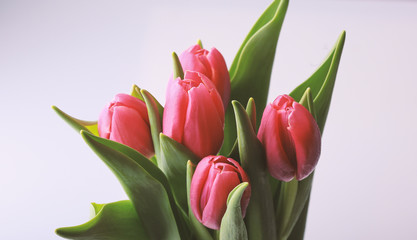 bouquet of tulips on a red background
