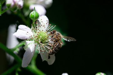 
bee on a white flower and behind it a blurred background