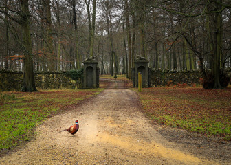 Pheasant in forest setting with a stone wall of old British country estate 