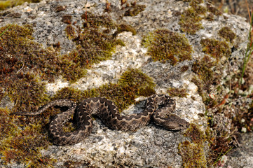 Stülpnasenotter (Vipera latastei) - Snub-nosed viper, Lataste's viper