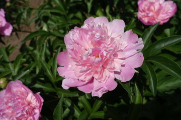 Close view of pink flower of peony in mid May