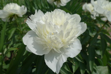 Closeup of big white flower of peony in May