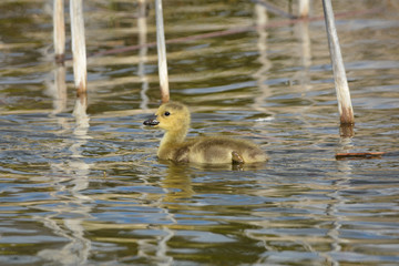 Baby Canada Goose on water
