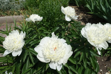 Five white flowers of peonies in May