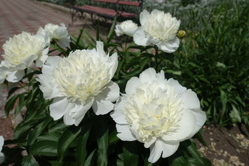 Pure white flowers of peonies in May