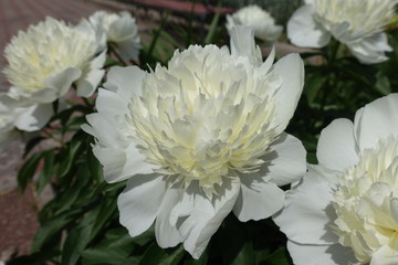 Showy pure white flowers of peonies in May