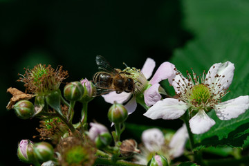 
bee on a white flower and behind it a blurred background