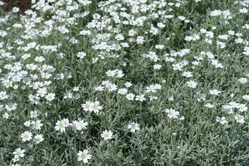 Many white flowers of Cerastium tomentosum in mid May