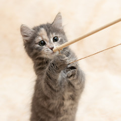 Gray kitten plays on a fur blanket with a toy on a rope