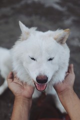 Close up lovely white dog face.