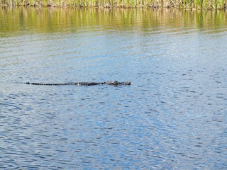 alligator in the water