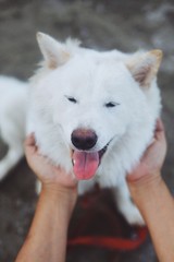 Obraz premium Close up lovely white dog face.