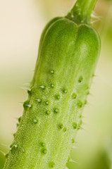 Detail of fresh green ripe natural cucumber growing on a branch in homemade greenhouse. Extreme close-up. Blurry background