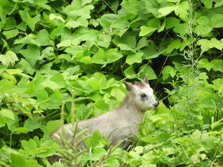 カモシカのこども