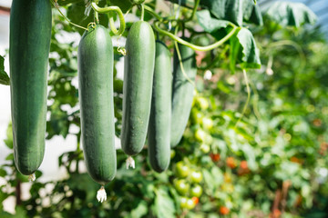 Fresh bunch of green ripe natural cucumbers growing on a branch in homemade greenhouse. Blurry background and copy space for your advertising text message