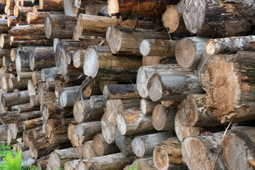 Stack of logs. Seliger Lake region, Tver oblast, Russia.
