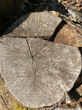 tree stup in cross section