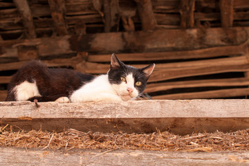 Fototapeta na wymiar gato negro y blanco en carpintería