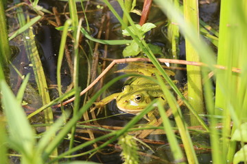 A green frog sits in the water among the grass. Common view of the common frog.