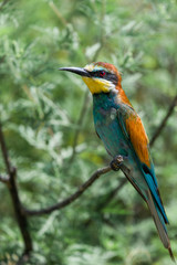 European bee-eater or Merops apiaster is sitting on a twig