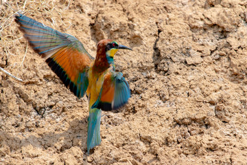 European Bee-eater or Merops apiaster on ground near hole nest