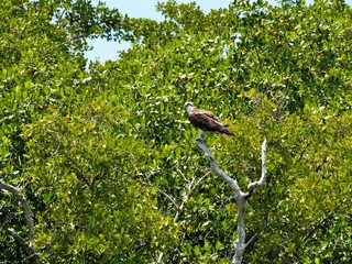 an osprey on a tree