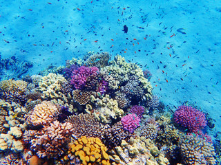récif de corail en Egypte