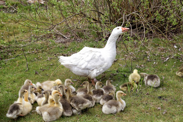 Goose with together with young goslings in a meadow with green grass.