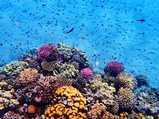 Stickers pour porte Récifs coralliens récif de corail en Egypte