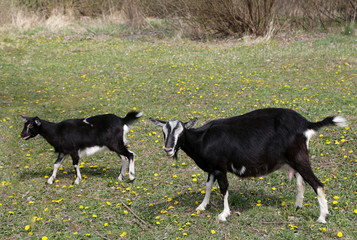 White and black goats in a meadow with green grass and yellow dandelions