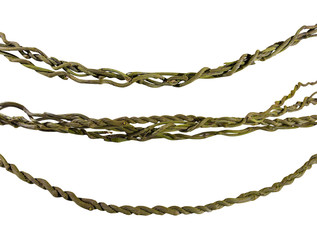 Close up of vine isolated on white background. Clipping path included. HD Image and Large Resolution. can be used as  desktop wallpaper