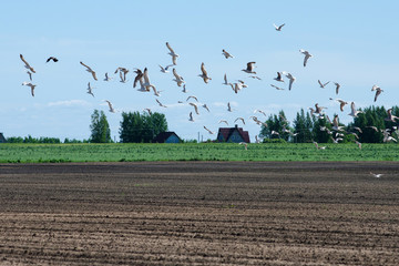 Birds (seagulls) flying above ploughed field. Novgorod oblast, Russia.