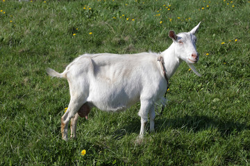 Fototapeta premium White goat in a meadow with green grass and yellow dandelions